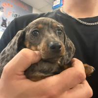 Cuccioli di bassotto