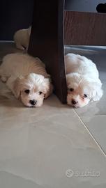 Bishon Maltese
