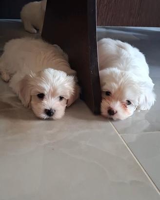 Bishon Maltese