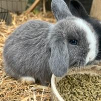 Coniglio nano minilop
