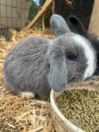 Coniglio nano minilop