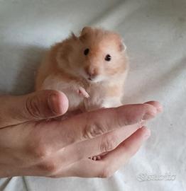 Criceto Europeo D'angora 
