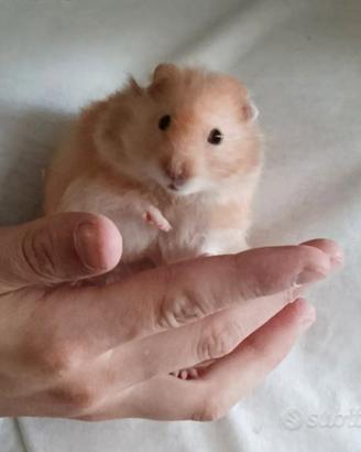 Criceto Europeo D'angora 