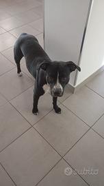 Hamstaf/pitbull