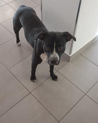 Hamstaf/pitbull