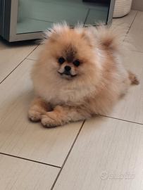 Leo pedigree ENCI disponibile per monte