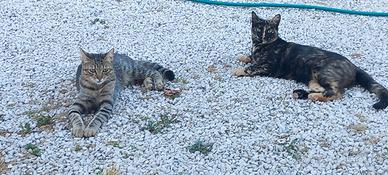 Due gatte sorelle sterilizzate