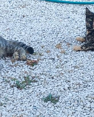 Due gatte sorelle sterilizzate