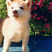 Cuccioli di siberian husky