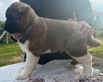 Cuccioli Akita Americano