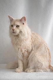 Cuccioli maine coon con pedigree anfi