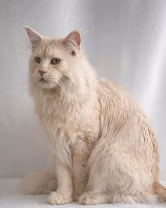 Cuccioli maine coon con pedigree anfi