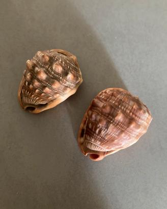 Conchiglie marine