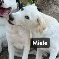 Miele