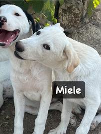 Miele