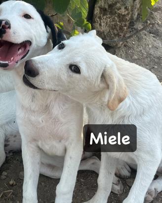 Miele