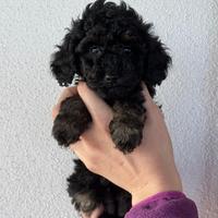 Barboncini Phantom Toy pedigree per Enci