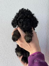 Barboncini Phantom Toy pedigree per Enci