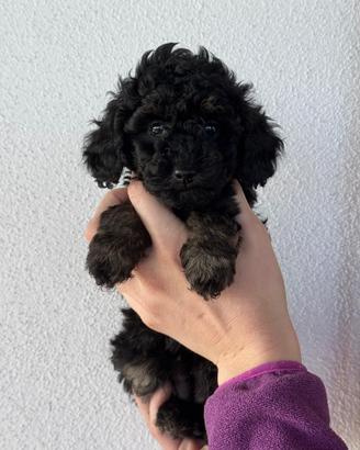 Barboncini Phantom Toy pedigree per Enci