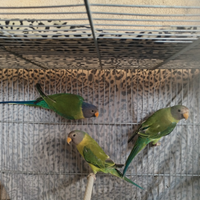 Pappagallo parrocchetto testa di prugna