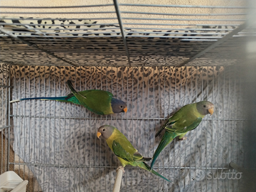 Pappagallo parrocchetto testa di prugna