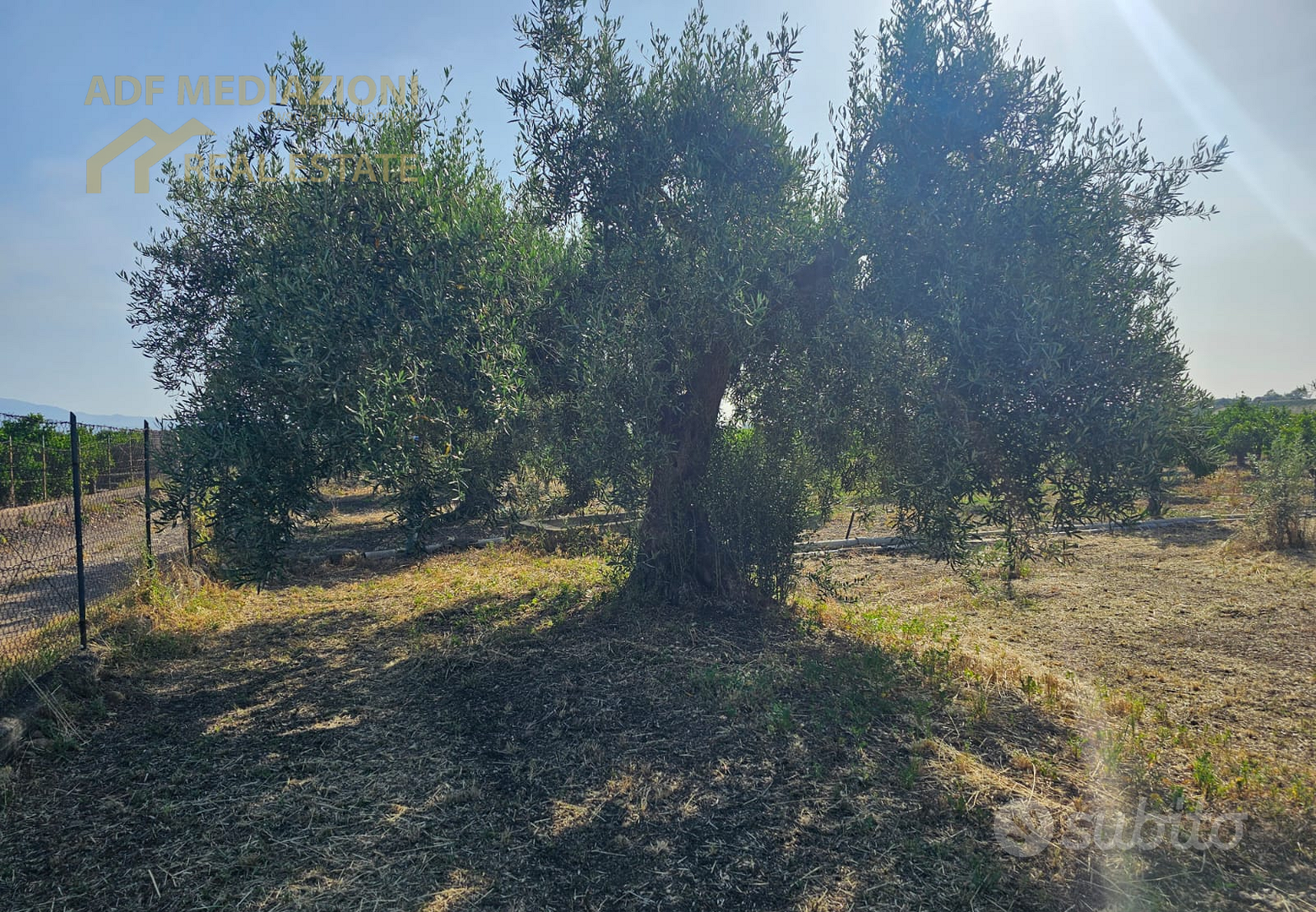 4H.Di Uliveto Con Terreno - Vista 5