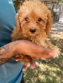 Cuccioli di maltipoo mamma maltese papà barboncino