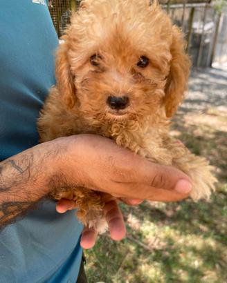 Cuccioli di maltipoo mamma maltese papà barboncino
