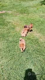 Volpino Pomerania nano