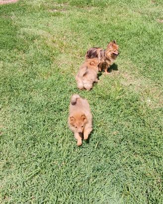 Volpino Pomerania nano