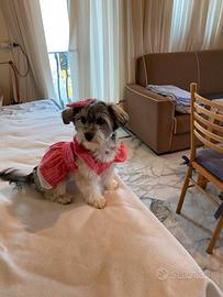 Un cucciolo morkie - 500