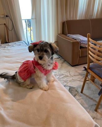 Un cucciolo morkie - 500