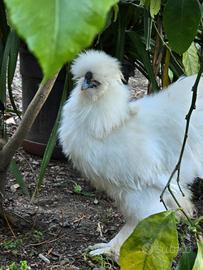 Gallo moroseta