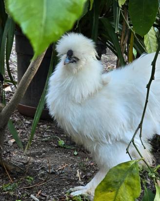 Gallo moroseta