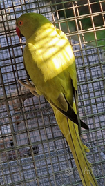 Pappagalli parrocchetti dal collare