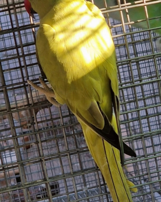 Pappagalli parrocchetti dal collare