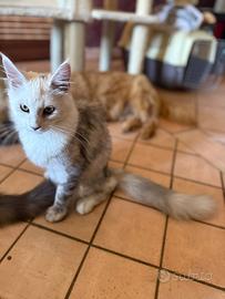 Gattini Maine Coon