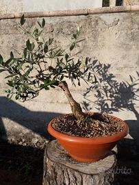 Bonsai di olivo