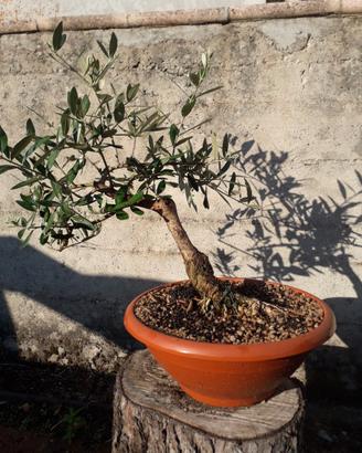 Bonsai di olivo