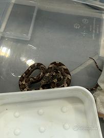 Serpente dei ratti