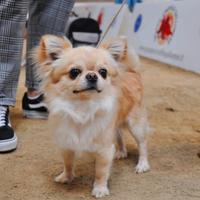 Stallone chihuahua pelo lungo per monta