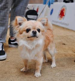 Stallone chihuahua pelo lungo per monta