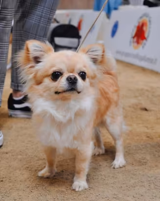 Stallone chihuahua pelo lungo per monta