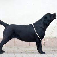 Femmina di Labrador Adulta