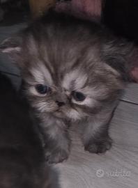 Gatti cuccioli persiani