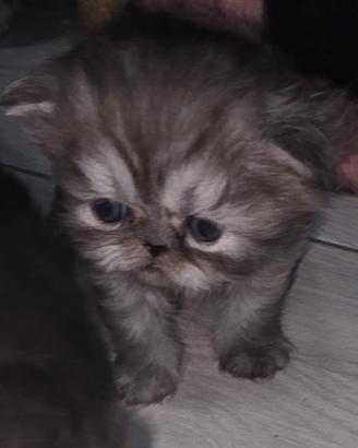 Gatti cuccioli persiani
