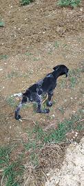 Cuccioli di bracco tedesco a pelo corto kurzhaar