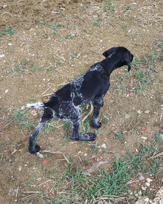 Cuccioli di bracco tedesco a pelo corto kurzhaar