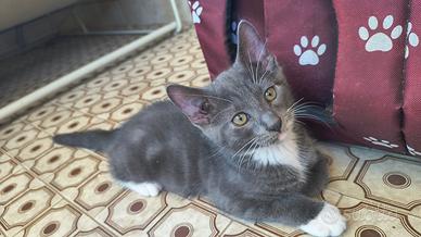 Gattini mix Maine Coon - maschietti