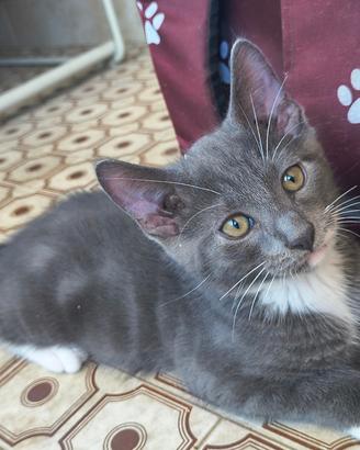 Gattini mix Maine Coon - maschietti